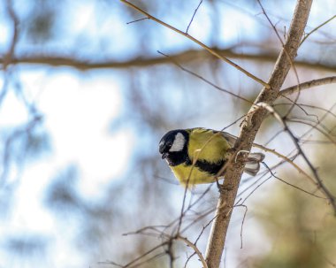 small bird tit sitting on a tree branch, close-up