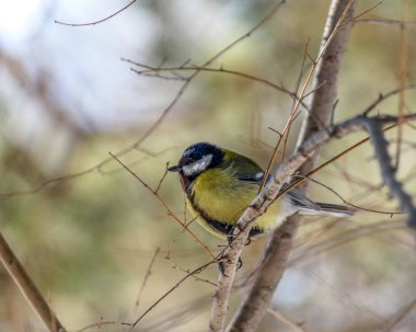 small bird tit sitting on a tree branch, close-up