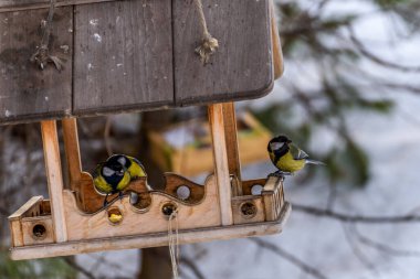 Ağaçtan sarkan bir kaç kuş.