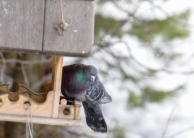Mavi güvercin kuş yemliğinin üzerinde oturuyor, yakın plan.