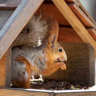 Sincap kuş yemliğinin üzerinde oturuyor, yakın plan.