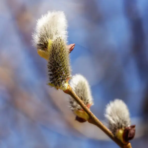 Blommande Pilknoppar Gren Nära Håll Tidigt Våren — Stockfoto