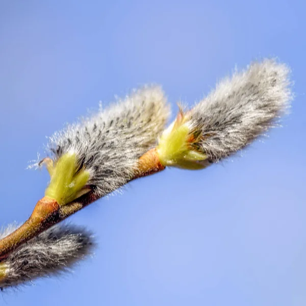 Blommande Pilknoppar Gren Nära Håll Tidigt Våren — Stockfoto