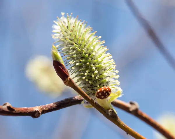 Insects Sitting Flowering Buds Pussy Willow Early Spring Closeup — Stockfoto
