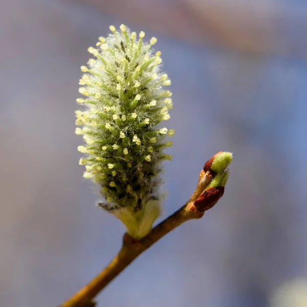 Blommande Pilknoppar Gren Nära Håll Tidigt Våren — Stockfoto