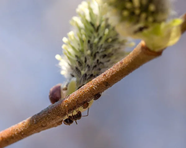 Insects Sitting Flowering Buds Pussy Willow Early Spring Closeup — Stockfoto
