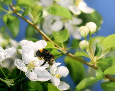 Güneşli bir bahar gününde bir elma ağacının açtığı dal.