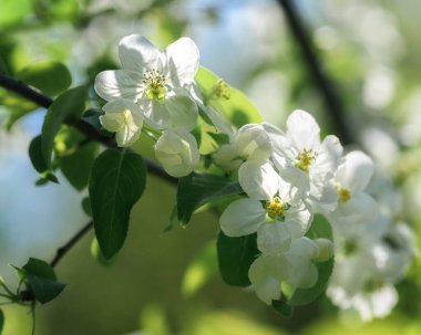 Güneşli bir bahar gününde bir elma ağacının açtığı dal.