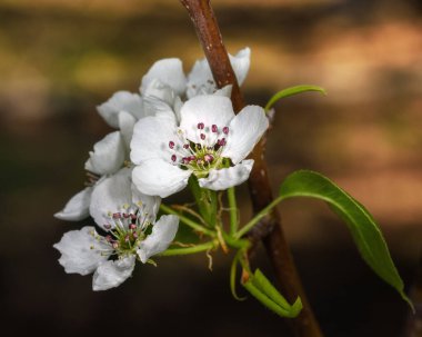 Güneşli bir bahar gününde bir elma ağacının açtığı dal.