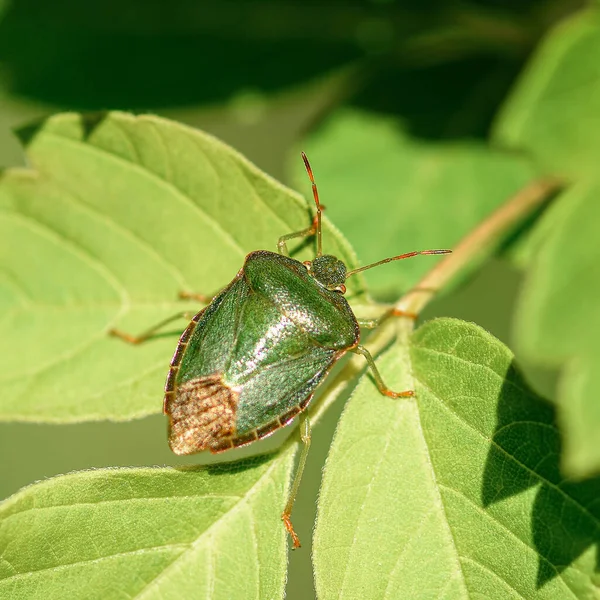 Bug Vert Assis Sur Une Feuille Verte Illuminé Par Soleil — Photo