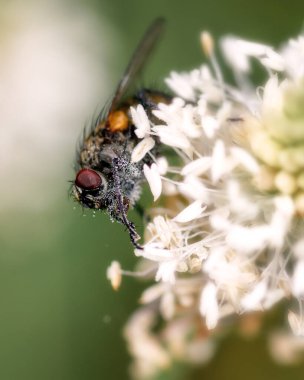 Beyaz bir çiçeğin üzerinde oturan sinek, polen lekeli, yakın plan.