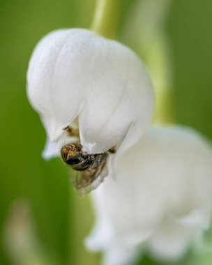 Küçük bir arı, vadi çiçeğinin çiçeğinin tomurcuğuna tırmandı.