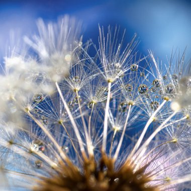Mavi arkaplanda su damlaları olan bir karahindiba parçası. Yakın plan, seçici odaklanma.