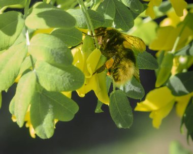 Bir arı, sarı ve yeşil yapraklı bir dalda oturuyor. Güneş tarafından aydınlatılıyor. Yakın plan.