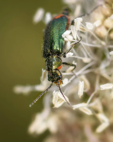 Besouro Malachius Bipustulatus Cutie Bicolor Close Altai Território Rússia — Fotografia de Stock