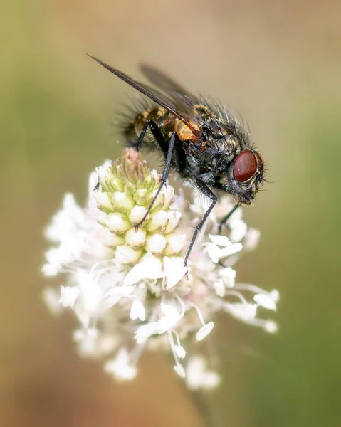 Mouche Assise Sur Une Fleur Blanche Tachée Pollen Gros Plan — Photo