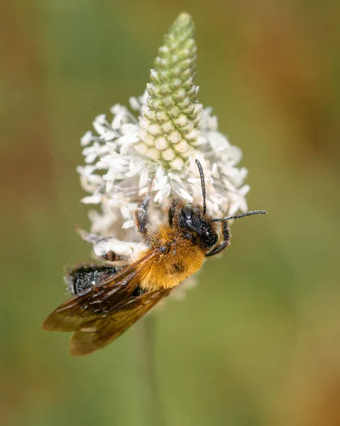 春の蜂は白い花に花粉を集め クローズアップします — ストック写真