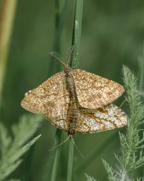 Πεταλούδες Scopula Immorata Κατά Ζευγάρωμα Κοντινό Πλάνο Περιοχή Altai Ρωσία — Φωτογραφία Αρχείου