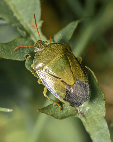 Yeşil Orman Böceği Yeşil Çimlerde Oturuyor Yakın Plan — Stok fotoğraf