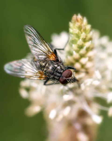 Mosca Sentada Sobre Una Flor Blanca Polen Manchado Primer Plano —  Fotos de Stock