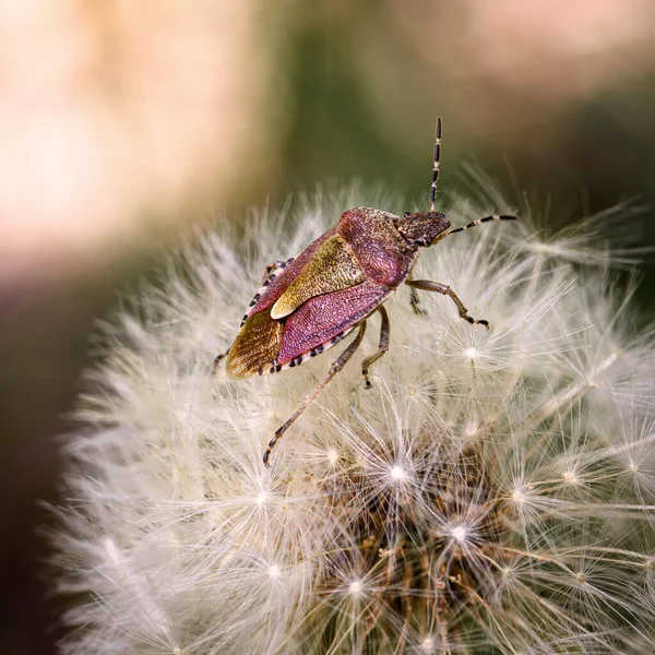 Bug Floresta Lilás Sentado Dente Leão Close — Fotografia de Stock