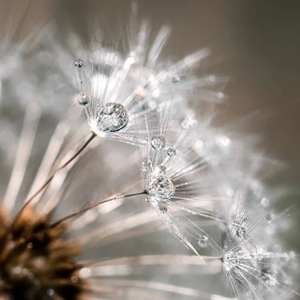 Fragmento Diente León Con Gotas Agua Cerca Enfoque Selectivo — Foto de Stock