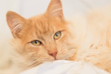 Mutlu aile içi kedi