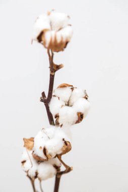 Dekoratif pamuk fotoğraf