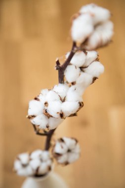 Dekoratif pamuk fotoğraf