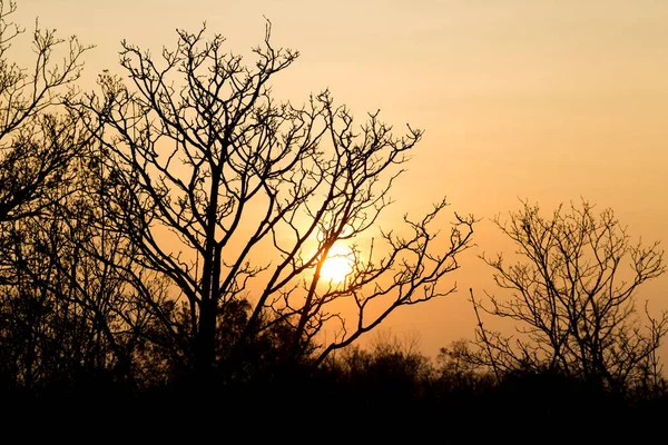 Bomen in de winter bij zonsondergang — Stockfoto