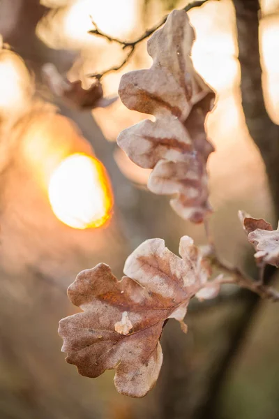Podzimní dubové listy při západu slunce — Stock fotografie