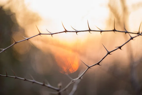 Branch with thorns at sunset — Stock Photo, Image