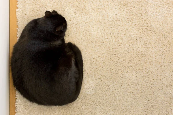 Negro gato durmiendo — Foto de Stock