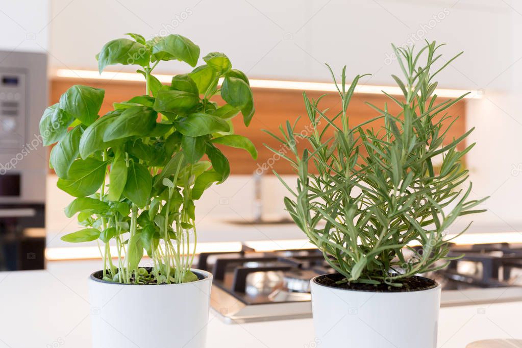 Basil and rosemary in the kitchen