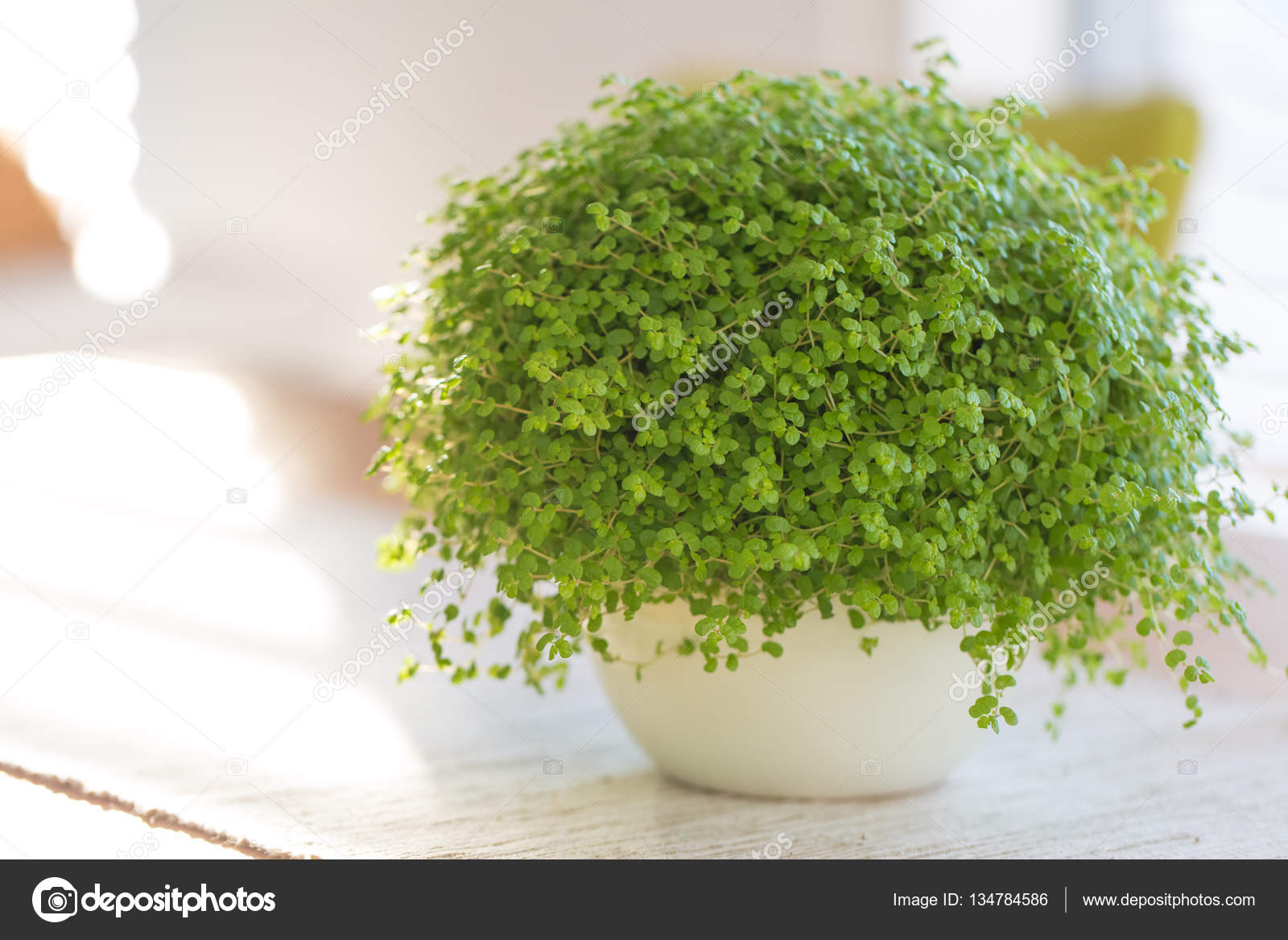 низкорослые комнатные растения. гелксина солейролия. фикус примула уайт санни. декоративное растение в горшке. мелкие комнатные растения.