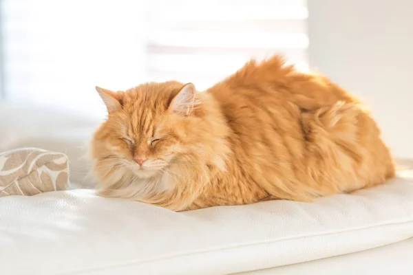 Zázvor kočka na kožené pohovce — Stock fotografie