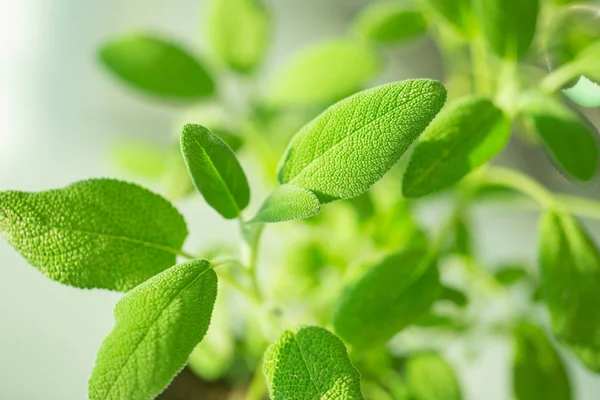 Green sage in kitchen — Stock Photo, Image