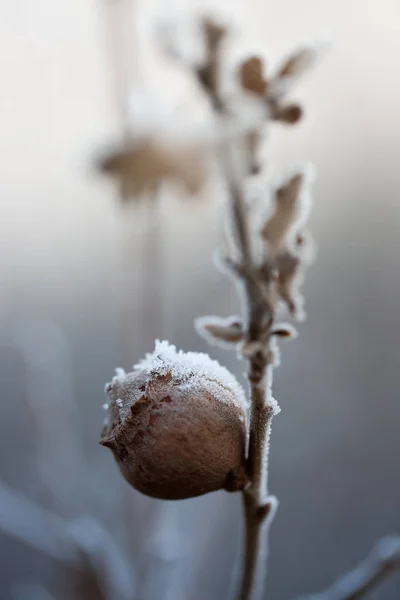 Zblízka zmrzlé rostliny — Stock fotografie
