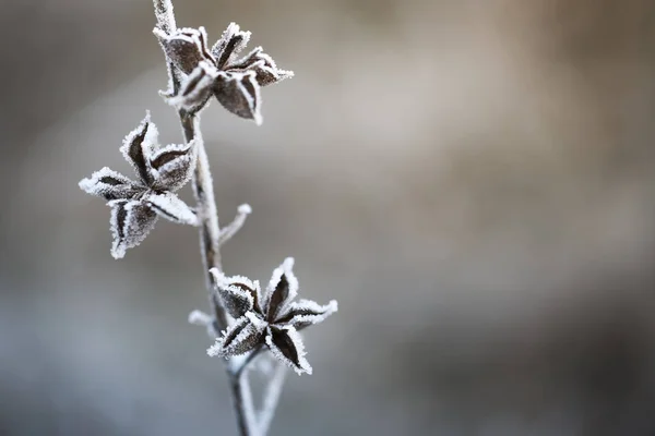 Zblízka zmrzlé rostliny — Stock fotografie