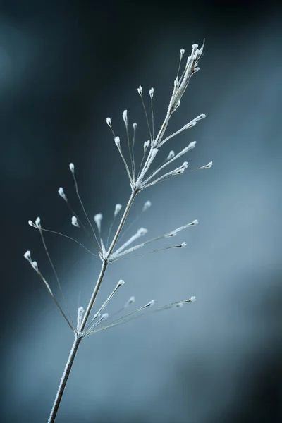 Close up van bevroren plant — Stockfoto