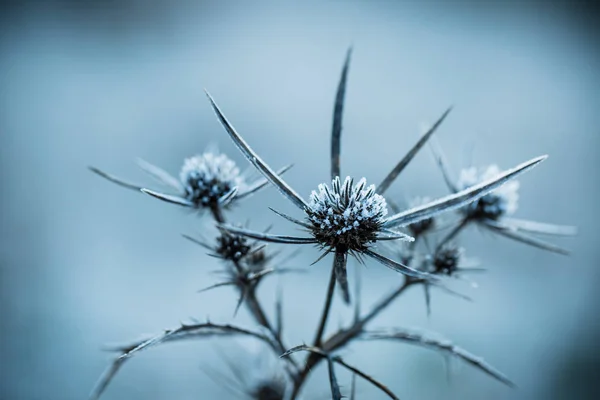 Закрыть замороженное растение — стоковое фото