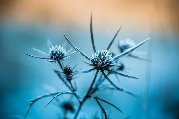 Zblízka zmrzlé rostliny — Stock fotografie