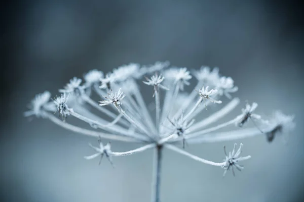 Close up van bevroren plant — Stockfoto