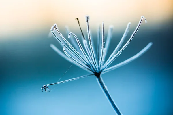 Close up of frozen plant — Stock Photo, Image
