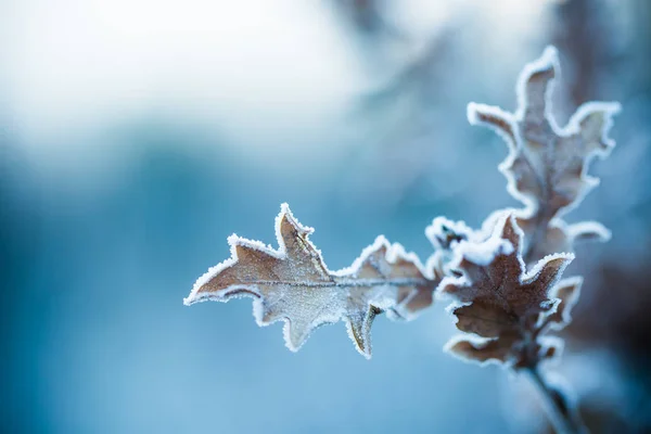Primo piano della pianta congelata — Foto Stock