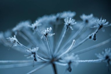 Donmuş bitki yakın çekim
