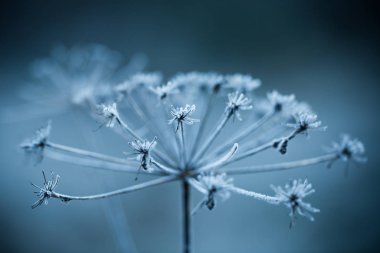 Donmuş bitki yakın çekim