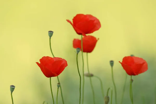 Artistic photo of poppy — Stock Photo, Image