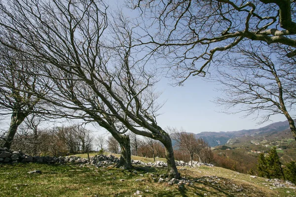 Böjda träd konstant bora vind — Stockfoto