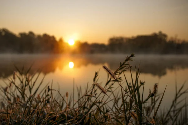 Lake grama planta no início da manhã — Fotografia de Stock